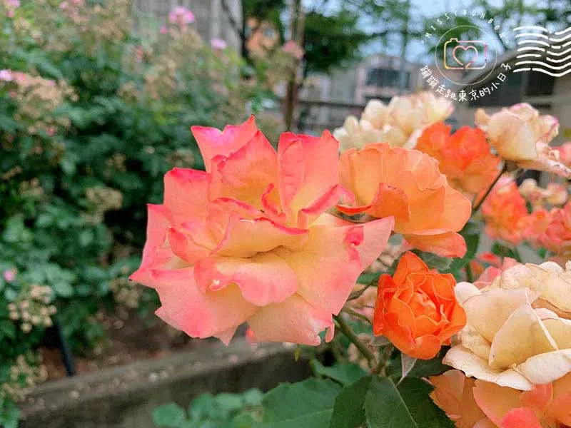 都電荒川線荒川遊園地前玫瑰