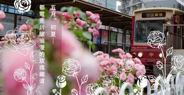 都電荒川線玫瑰