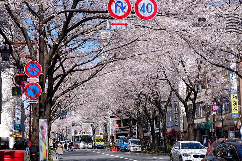 2025東京賞櫻 - 私房櫻花景點在東京都會中!中野通夢幻櫻花隧道&新井藥師前站平交道的鐵道櫻花