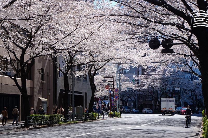 2025東京賞櫻 - 私房櫻花景點在東京都會中!中野通夢幻櫻花隧道&新井藥師前站平交道的鐵道櫻花
