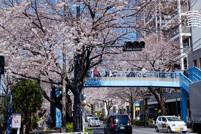 2025東京賞櫻 - 私房櫻花景點在東京都會中!中野通夢幻櫻花隧道&新井藥師前站平交道的鐵道櫻花