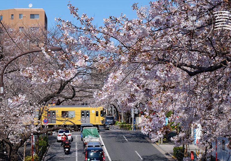 2025東京賞櫻 - 私房櫻花景點在東京都會中!中野通夢幻櫻花隧道&新井藥師前站平交道的鐵道櫻花