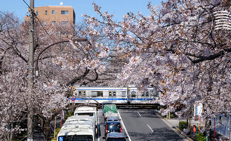 2025東京賞櫻 - 私房櫻花景點在東京都會中!中野通夢幻櫻花隧道&新井藥師前站平交道的鐵道櫻花