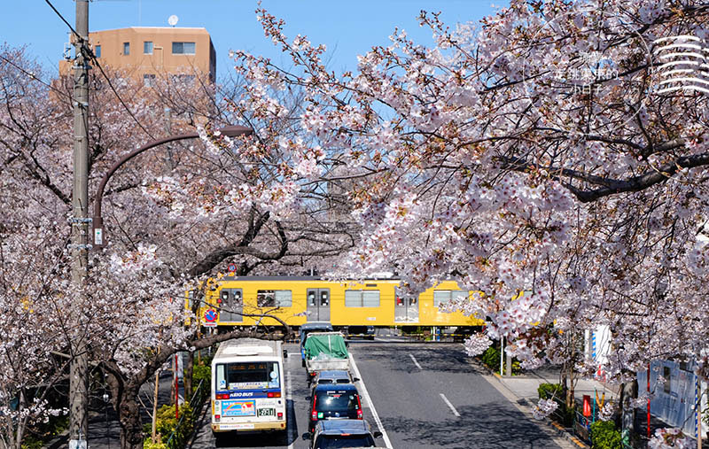 2025東京賞櫻 - 私房櫻花景點在東京都會中!中野通夢幻櫻花隧道&新井藥師前站平交道的鐵道櫻花