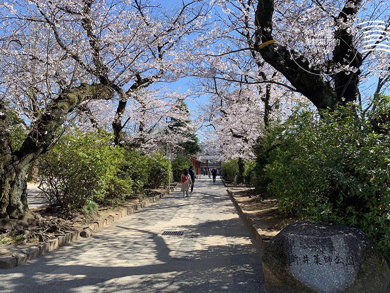 2025東京賞櫻 - 私房櫻花景點在東京都會中!中野通夢幻櫻花隧道&新井藥師前站平交道的鐵道櫻花
