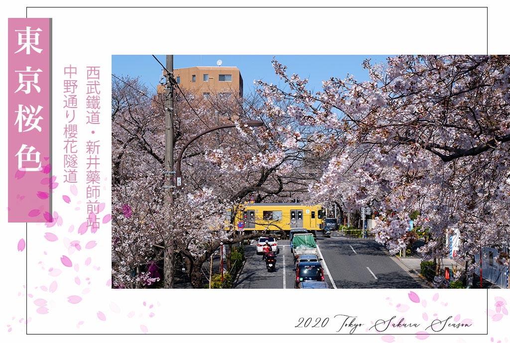 2025東京賞櫻 - 私房櫻花景點在東京都會中！中野通夢幻櫻花隧道&新井藥師前站平交道的鐵道櫻花