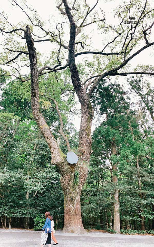 東京前往伊勢神宮參拜 - 伊勢神宮神木