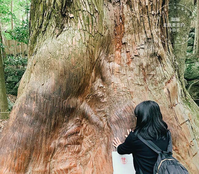 東京前往伊勢神宮參拜 - 伊勢神宮神木