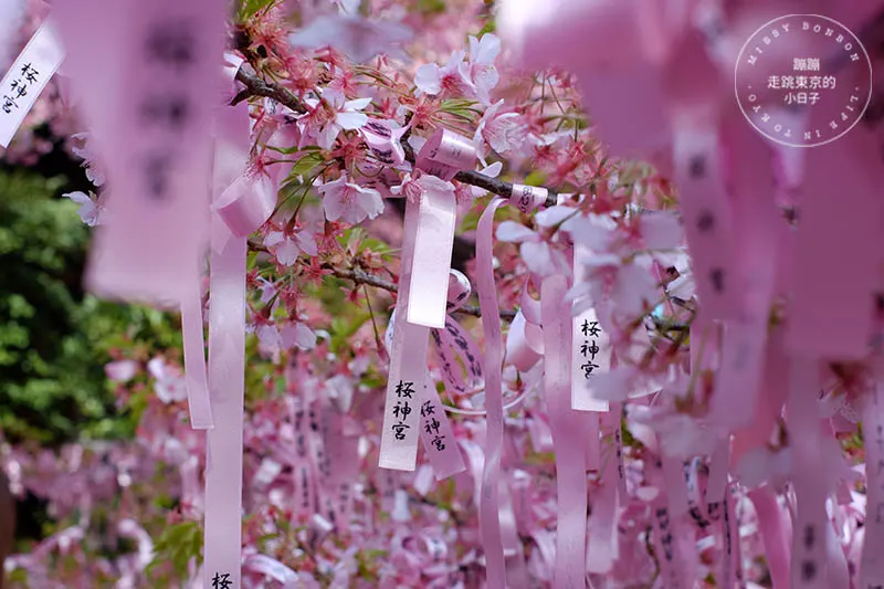 東京賞櫻景點：櫻神宮的河津櫻與櫻色祈願緞帶