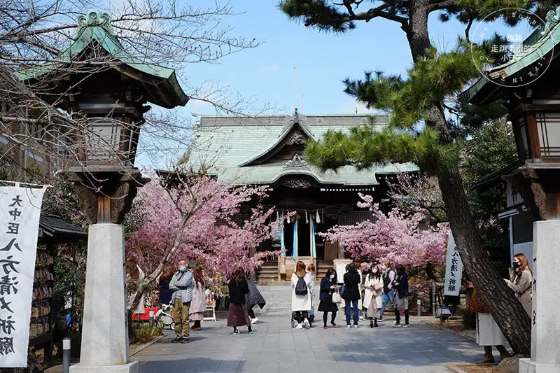 東京賞櫻景點：櫻神宮的河津櫻與櫻色祈願緞帶
