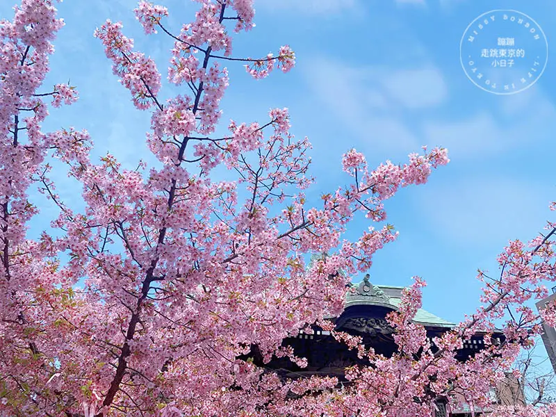 東京賞櫻景點：櫻神宮的河津櫻