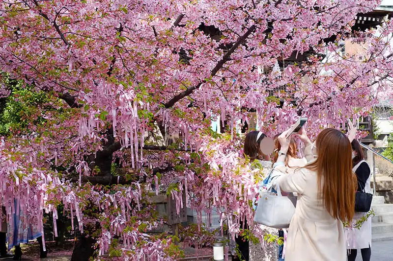 東京賞櫻景點：櫻神宮的河津櫻與櫻色祈願緞帶