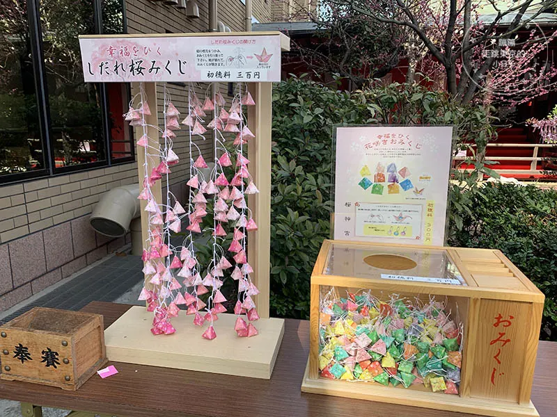 東京賞櫻景點：櫻神宮的河津櫻與櫻色祈願緞帶