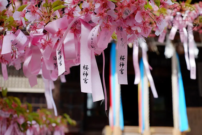 東京賞櫻景點：櫻神宮的河津櫻與櫻色祈願緞帶