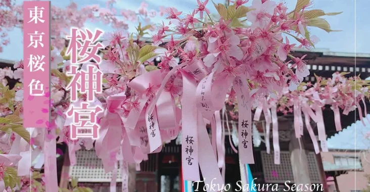 東京賞櫻景點：櫻神宮的河津櫻與櫻色祈願緞帶