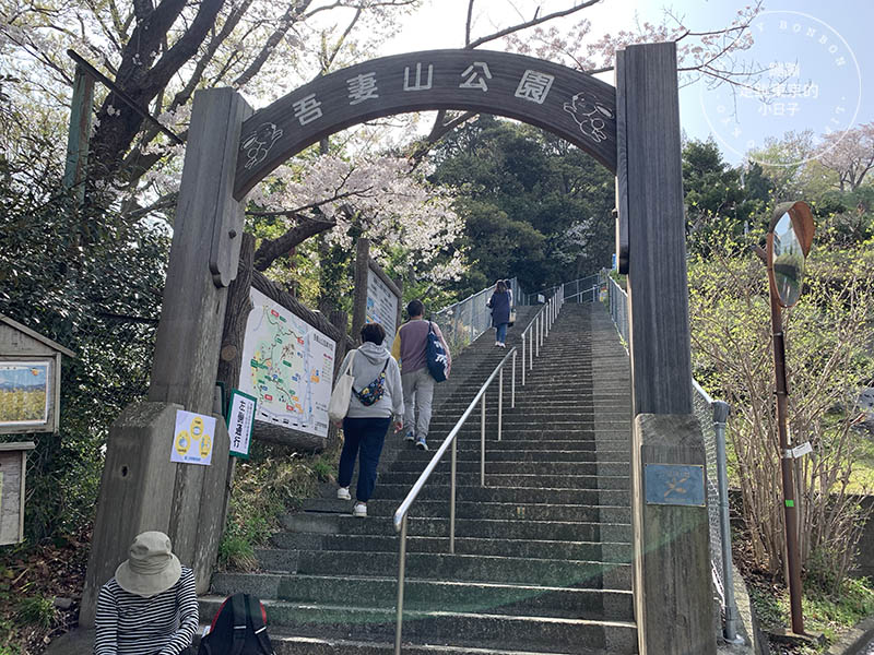吾妻山公園，神奈川賞櫻花景點：油菜花、櫻花、富士山與海灣共舞的美景之地