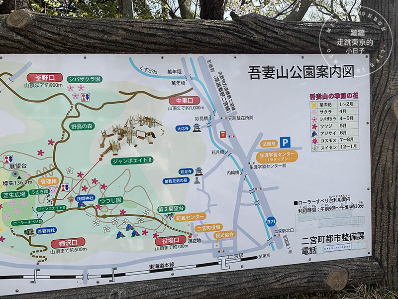 吾妻山公園，神奈川賞櫻花景點：油菜花、櫻花、富士山與海灣共舞的美景之地