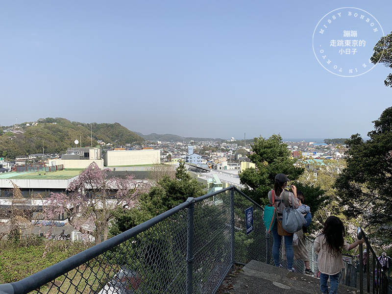 吾妻山公園，神奈川賞櫻花景點：油菜花、櫻花、富士山與海灣共舞的美景之地