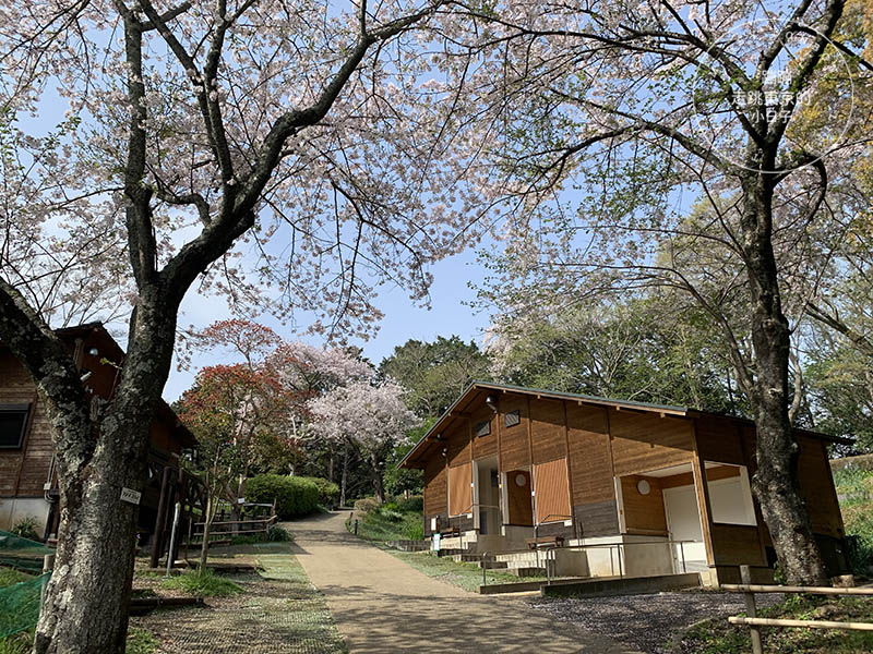 吾妻山公園，神奈川賞櫻花景點：油菜花、櫻花、富士山與海灣共舞的美景之地