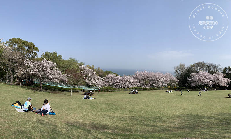 吾妻山公園，神奈川賞櫻花景點：油菜花、櫻花、富士山與海灣共舞的美景之地