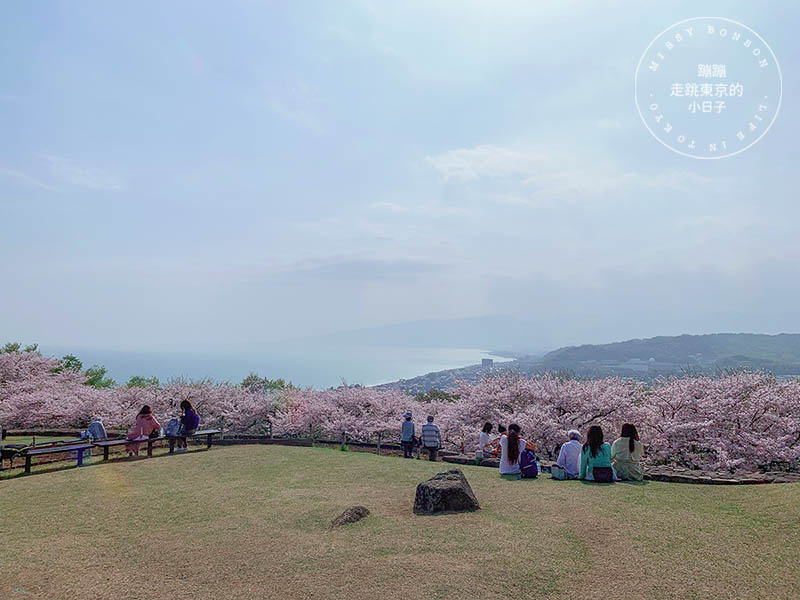 吾妻山公園，神奈川賞櫻花景點：油菜花、櫻花、富士山與海灣共舞的美景之地