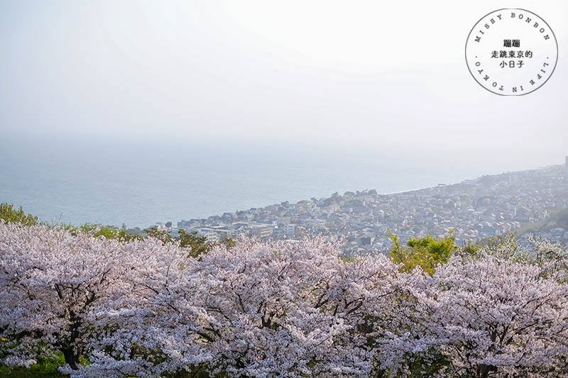 吾妻山公園，神奈川賞櫻花景點：油菜花、櫻花、富士山與海灣共舞的美景之地