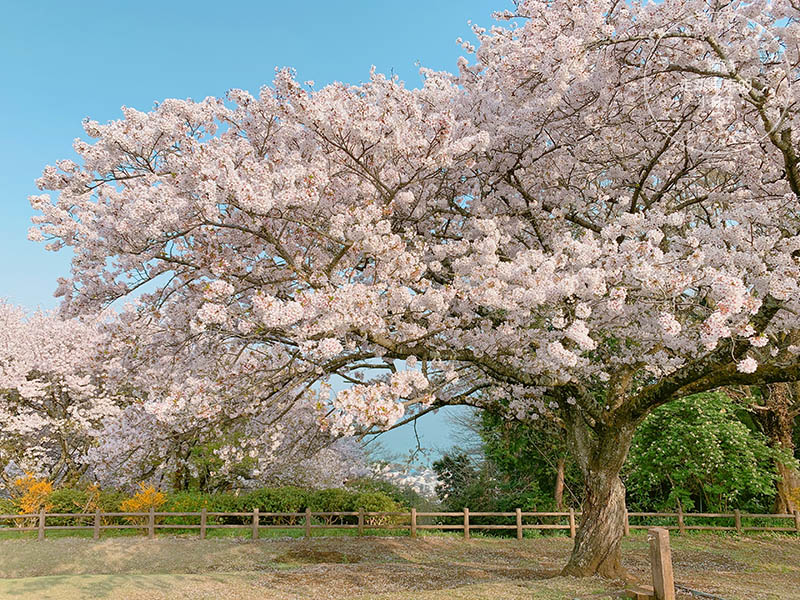 吾妻山公園，神奈川賞櫻花景點：油菜花、櫻花、富士山與海灣共舞的美景之地