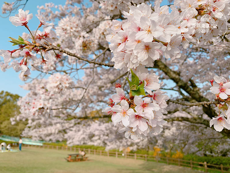 吾妻山公園，神奈川賞櫻花景點：油菜花、櫻花、富士山與海灣共舞的美景之地