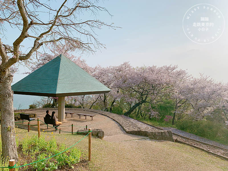 吾妻山公園，神奈川賞櫻花景點：油菜花、櫻花、富士山與海灣共舞的美景之地