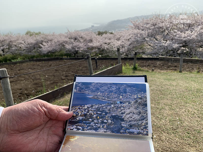 吾妻山公園，神奈川賞櫻花景點：油菜花、櫻花、富士山與海灣共舞的美景之地