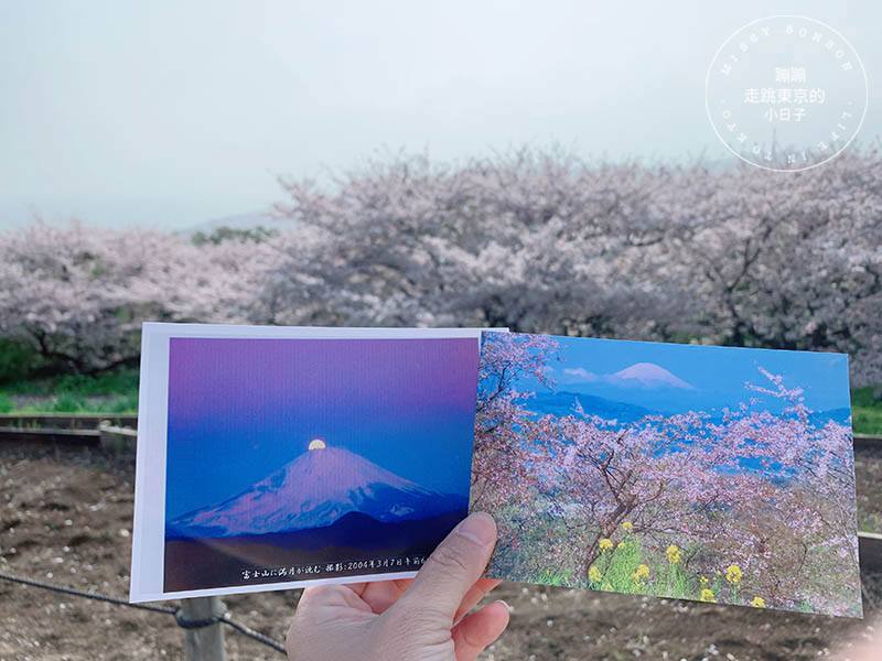 吾妻山公園，神奈川賞櫻花景點：油菜花、櫻花、富士山與海灣共舞的美景之地