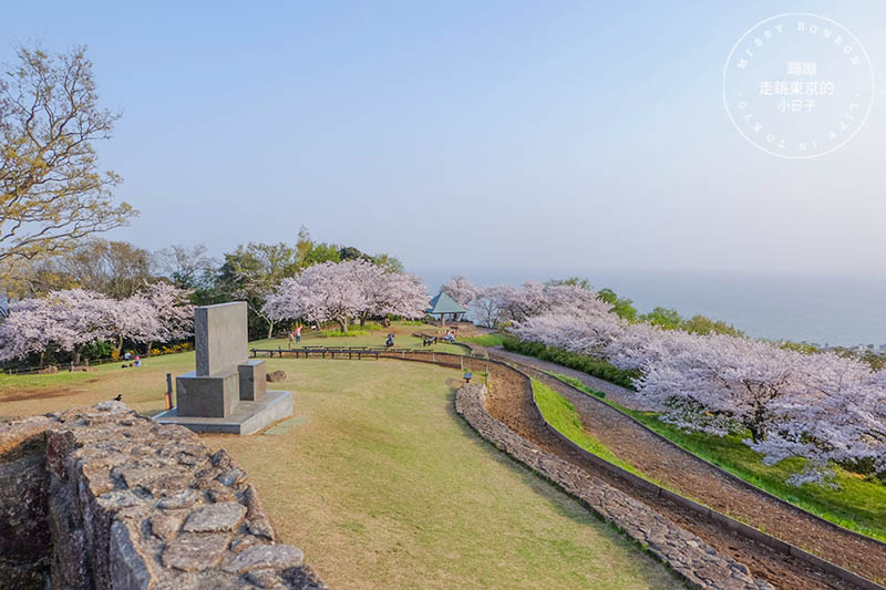 吾妻山公園，神奈川賞櫻花景點：油菜花、櫻花、富士山與海灣共舞的美景之地