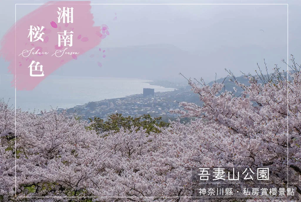 吾妻山公園，神奈川賞櫻花景點：油菜花、櫻花、富士山與海灣共舞的美景之地