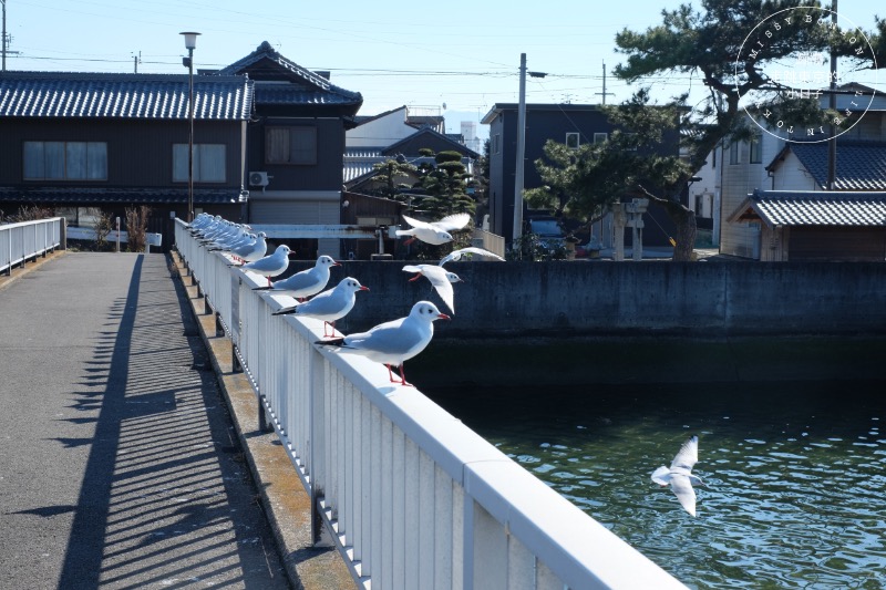 天空の鳥居高屋神社：香川高山上的千年神社，俯瞰瀨戶內海美景的四國神社巡禮