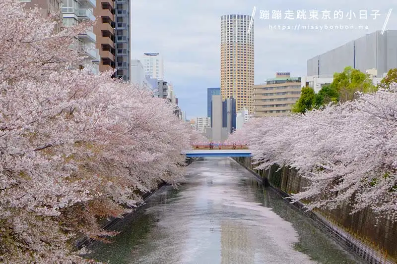 東京中目黑的目黑川櫻花