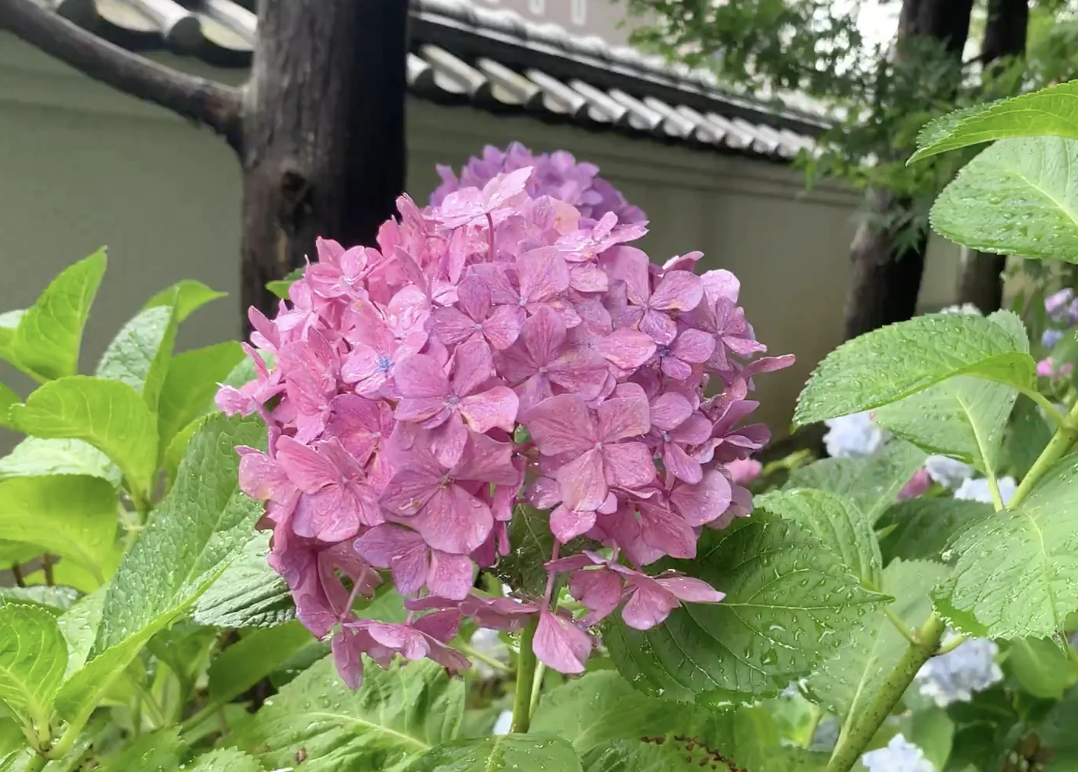 紫陽花近照