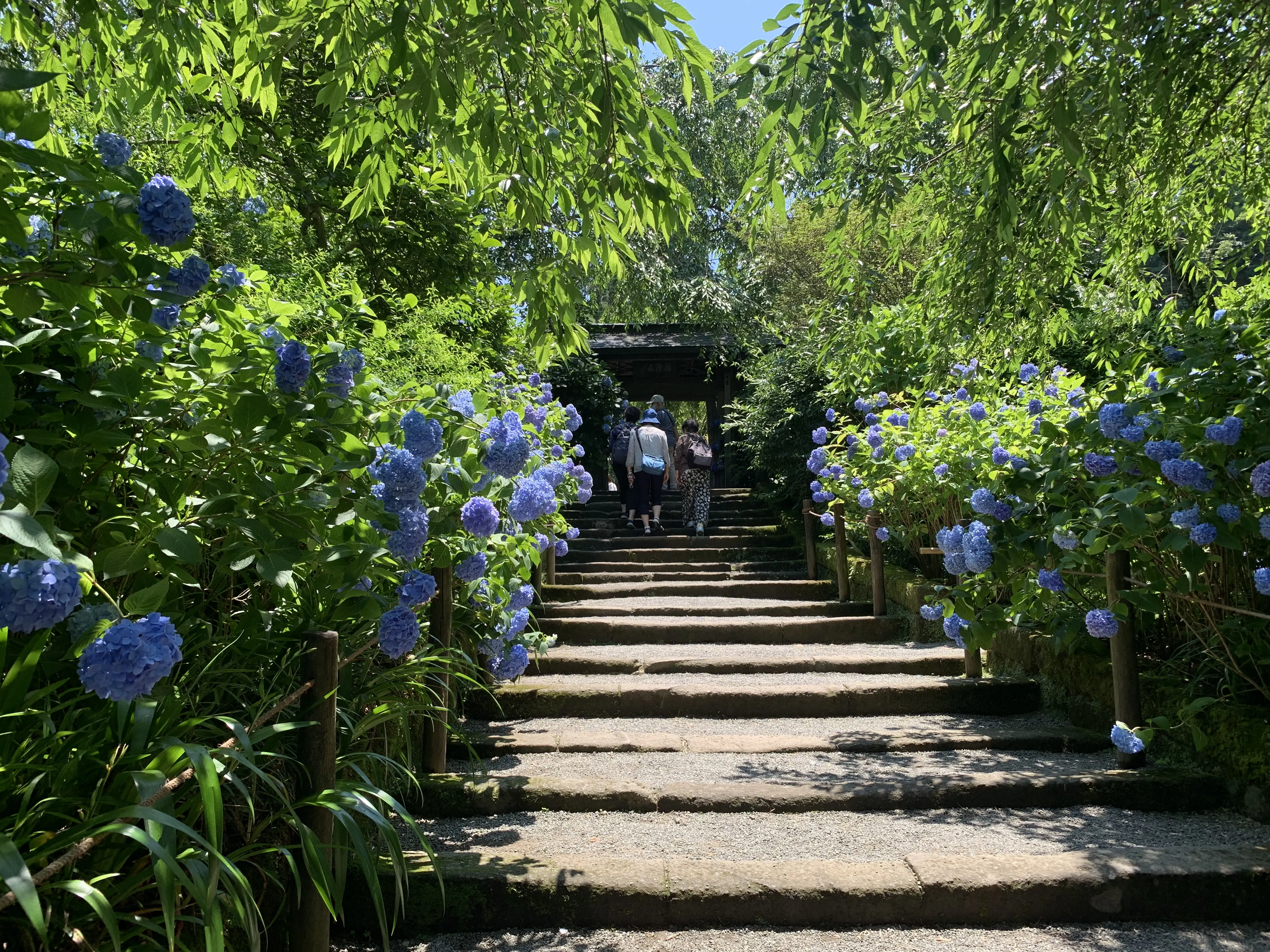 明月院紫陽花照片