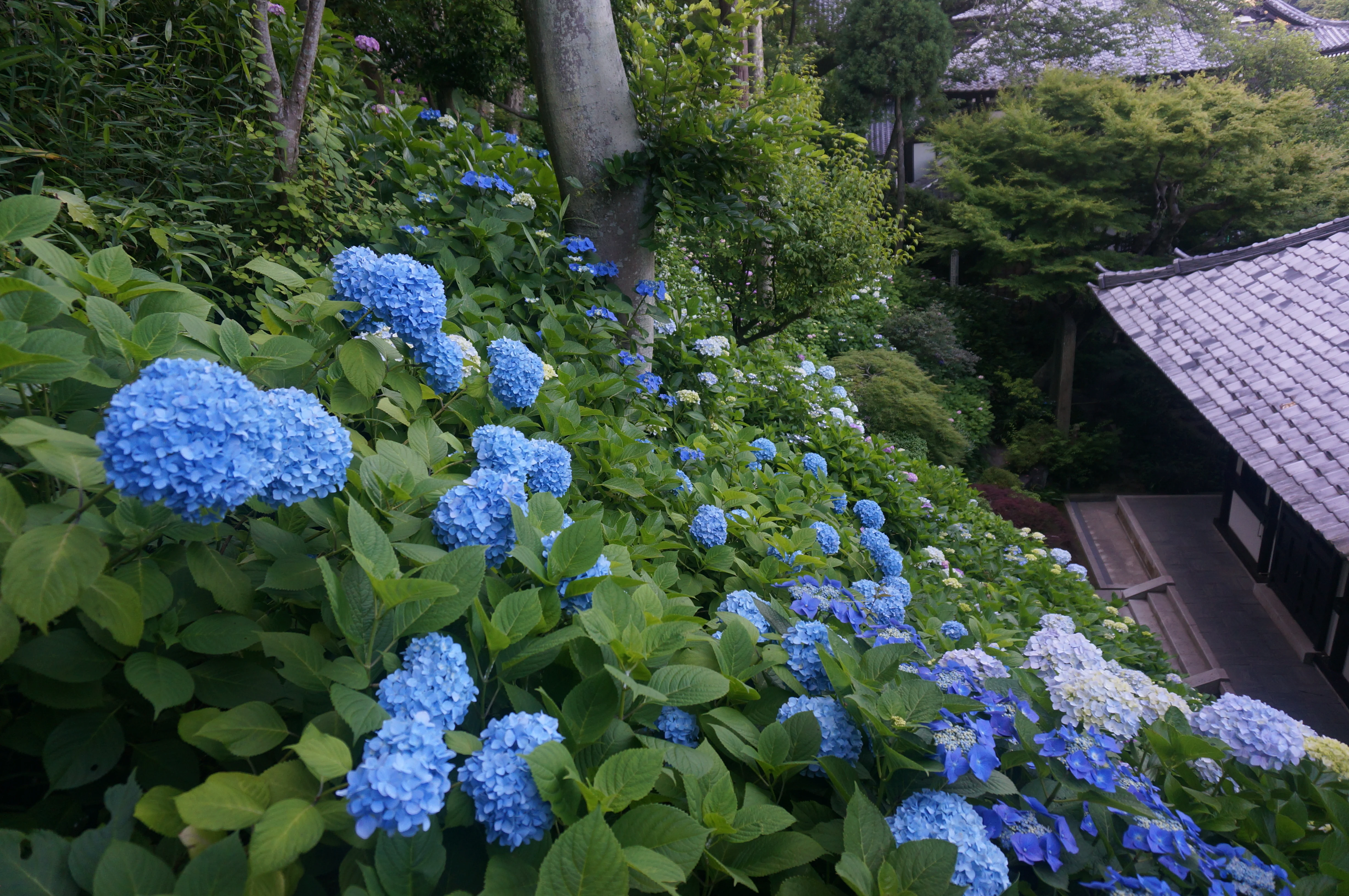長谷寺紫陽花照片