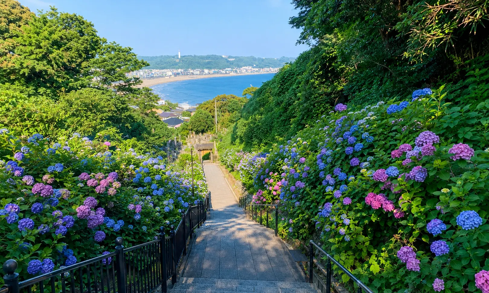 成就院紫陽花照片