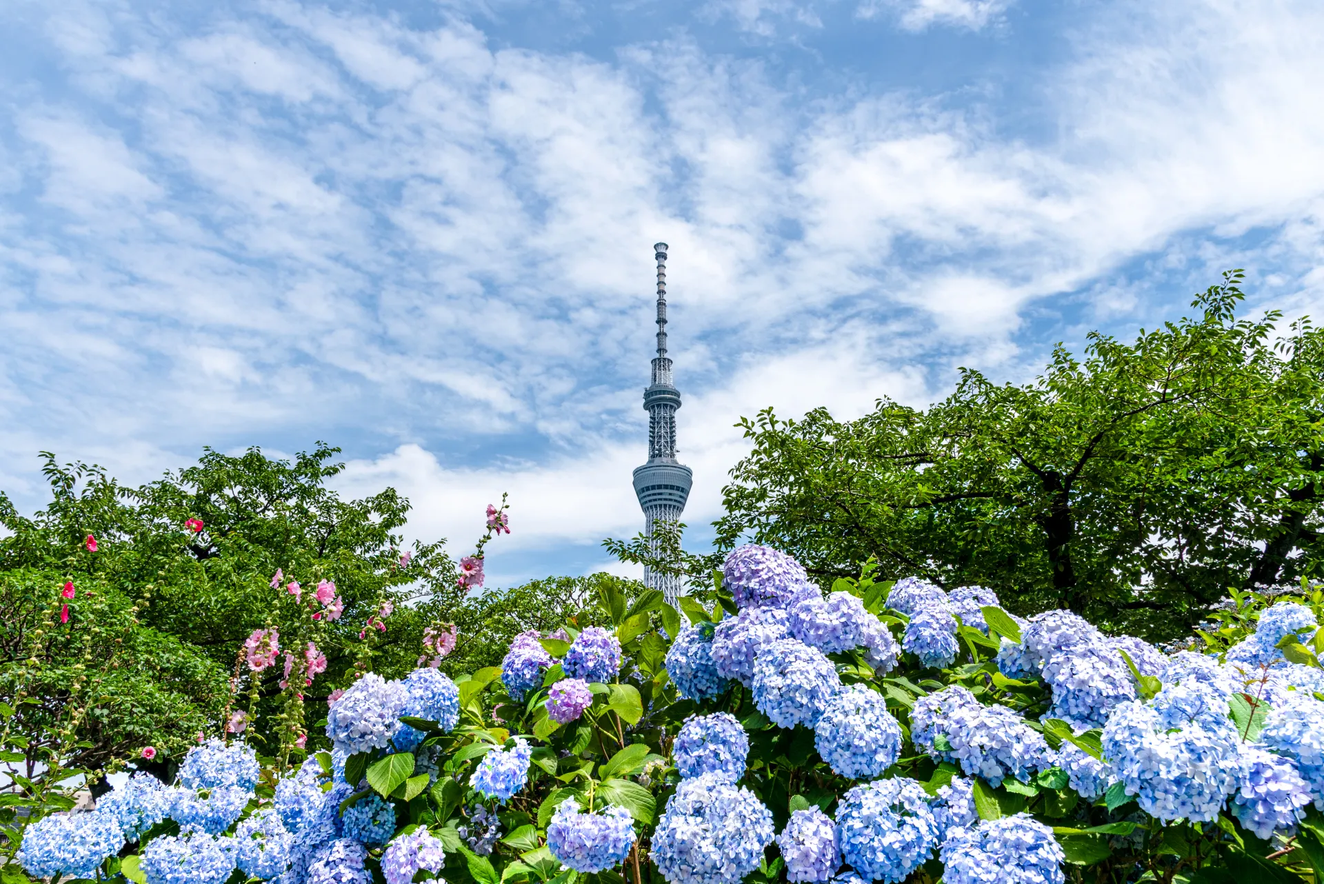 淺草隅田川公園紫陽花照片