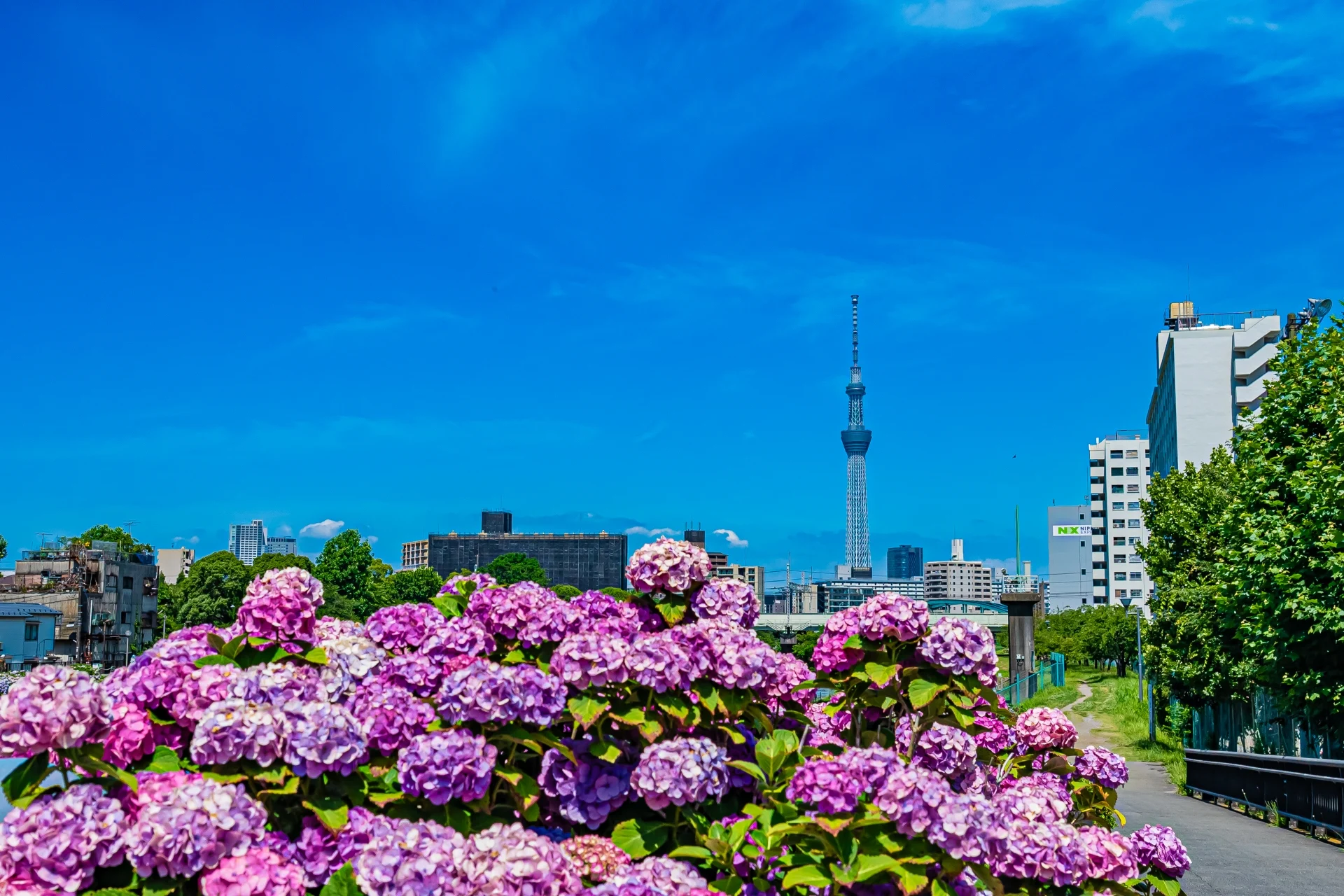 舊中川水邊公園紫陽花照片