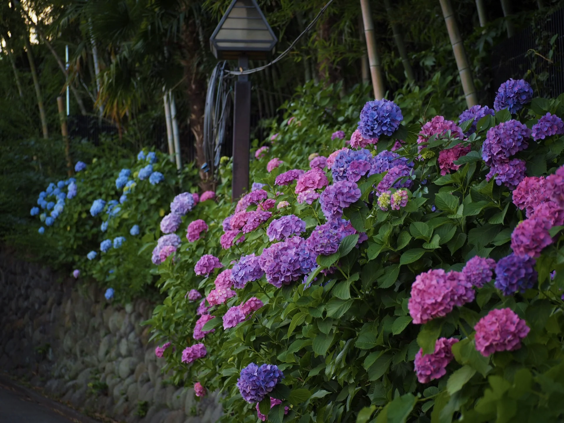 飛鳥山公園紫陽花照片