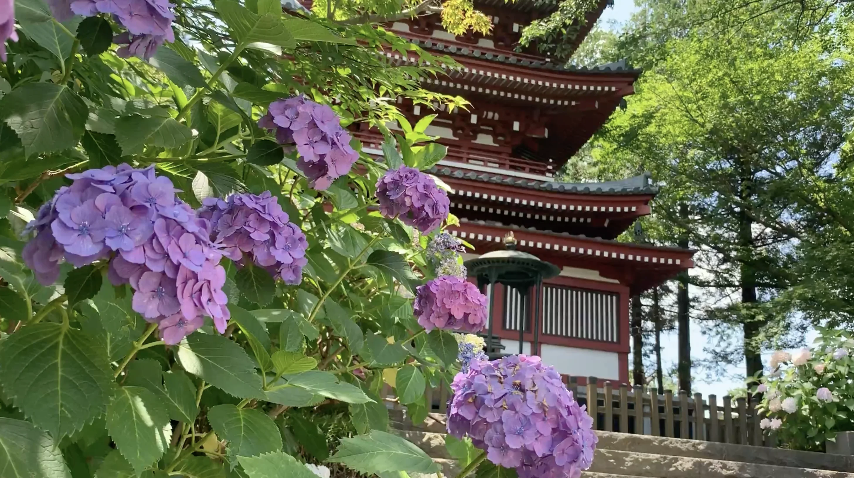 本土寺紫陽花照片