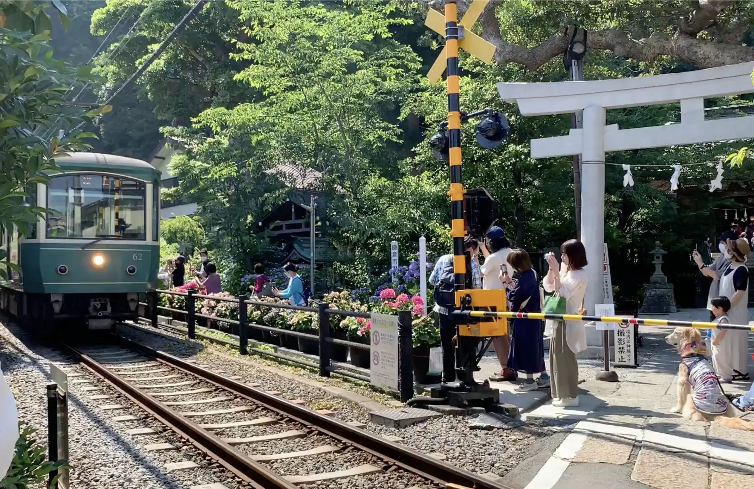 御靈神社紫陽花照片
